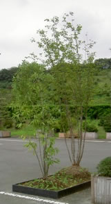 屋上緑化マットafter植栽マットafter樹木